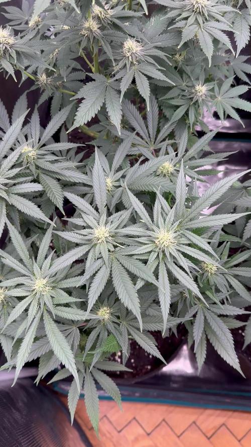 Pre-98 Bubba BX2 & Island Punch