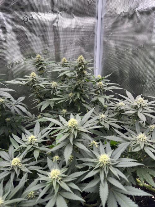 Pre-98 Bubba BX2 & Island Punch. Week 10