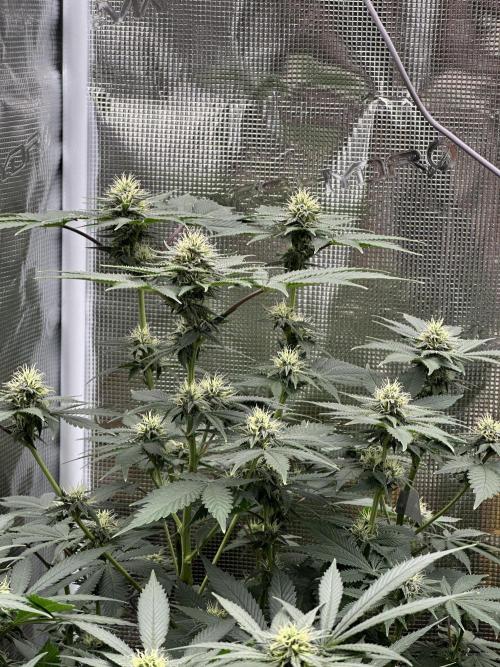 Pre-98 Bubba BX2 & Island Punch. Week 10