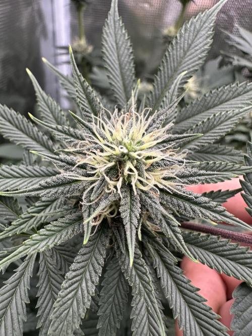 Pre-98 Bubba BX2 & Island Punch. Week 11