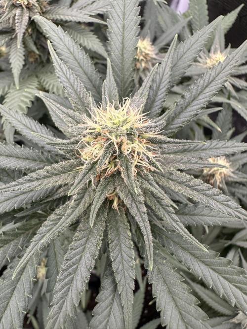 Pre-98 Bubba BX2 & Island Punch. Week 11