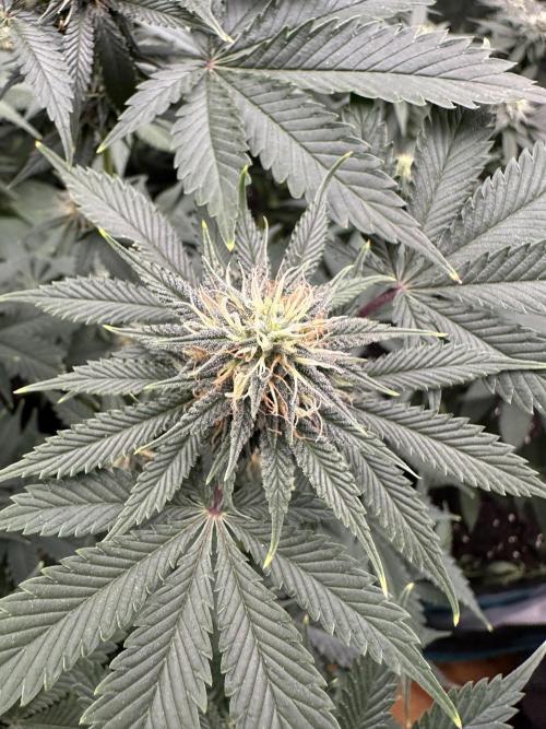 Pre-98 Bubba BX2 & Island Punch. Week 11