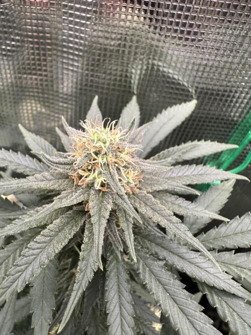 Pre-98 Bubba BX2 & Island Punch. Week 11