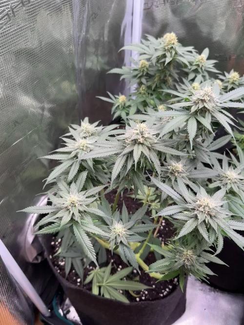Pre-98 Bubba BX2 & Island Punch