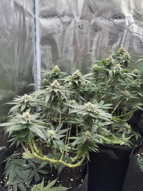 Pre-98 Bubba BX2 & Island Punch. Week 12