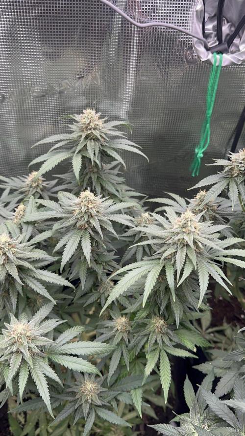 Pre-98 Bubba BX2 & Island Punch. Week 12