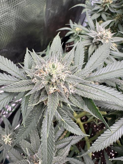 Pre-98 Bubba BX2 & Island Punch. Week 13