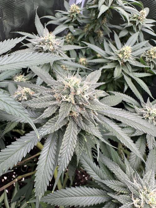Pre-98 Bubba BX2 & Island Punch. Week 13