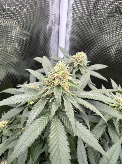 Pre-98 Bubba BX2 & Island Punch. Week 13