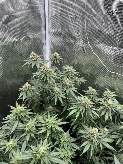 Pre-98 Bubba BX2 & Island Punch. Week 13
