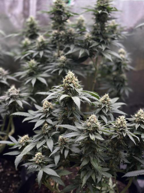 Pre-98 Bubba BX2 & Island Punch. Week 14