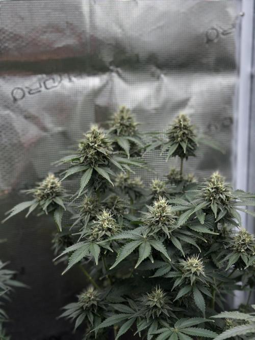 Pre-98 Bubba BX2 & Island Punch. Week 14
