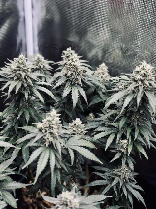 Pre-98 Bubba BX2 & Island Punch. Week 14