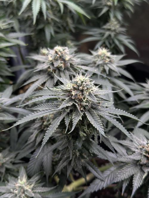 Pre-98 Bubba BX2 & Island Punch. Week 14