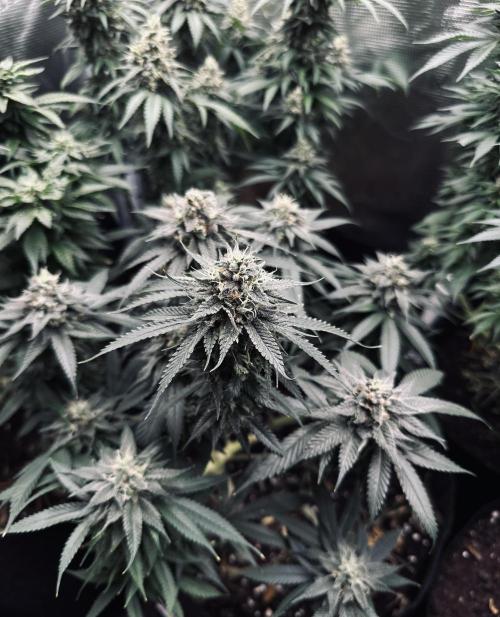 Pre-98 Bubba BX2 & Island Punch. Week 14