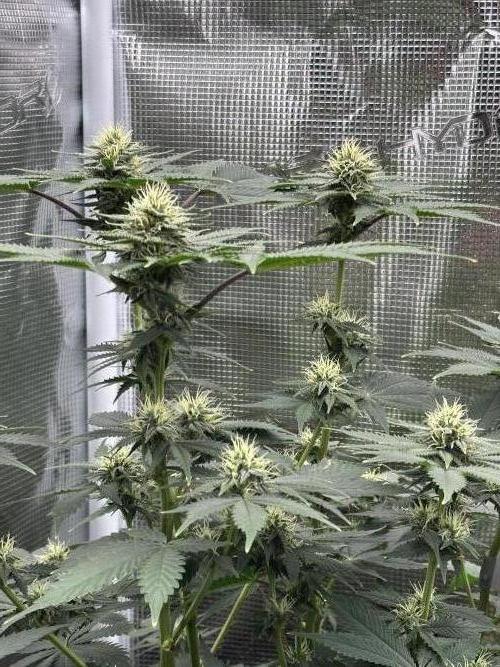 Pre-98 Bubba BX2 & Island Punch. Week 10