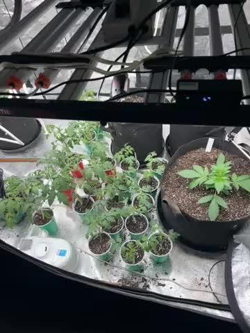 42 fast bud Bunch