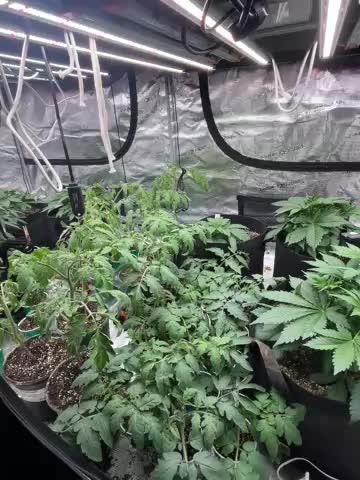 42 fast bud Bunch