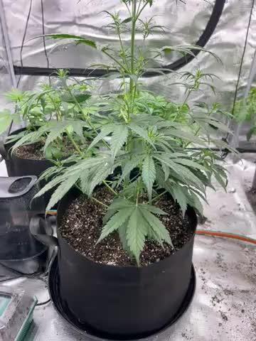 42 fast bud Bunch