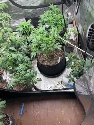 42 fast bud Bunch