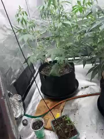 42 fast bud Bunch