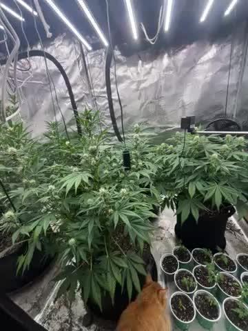 42 fast bud Bunch