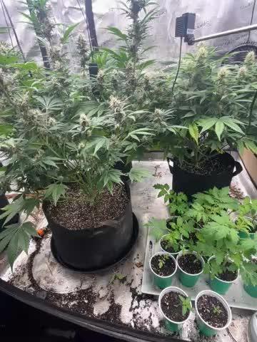 42 fast bud Bunch