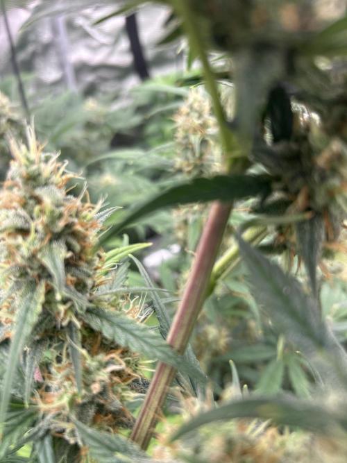 42 fast bud Bunch