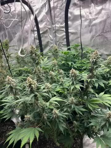42 fast bud Bunch