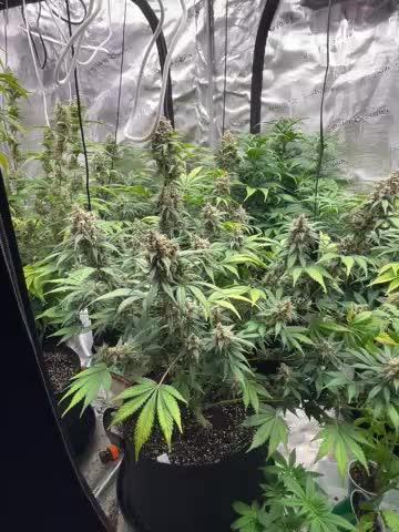 42 fast bud Bunch