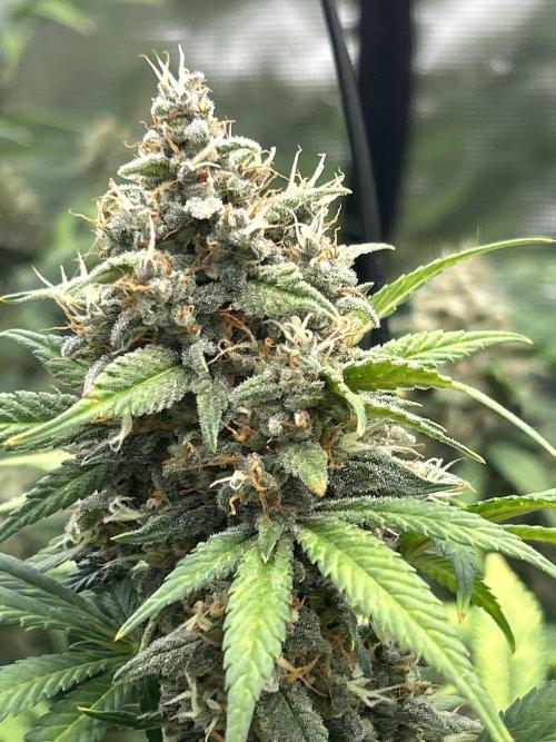 42 fast bud Bunch. Week 10 - Lemon cherry 