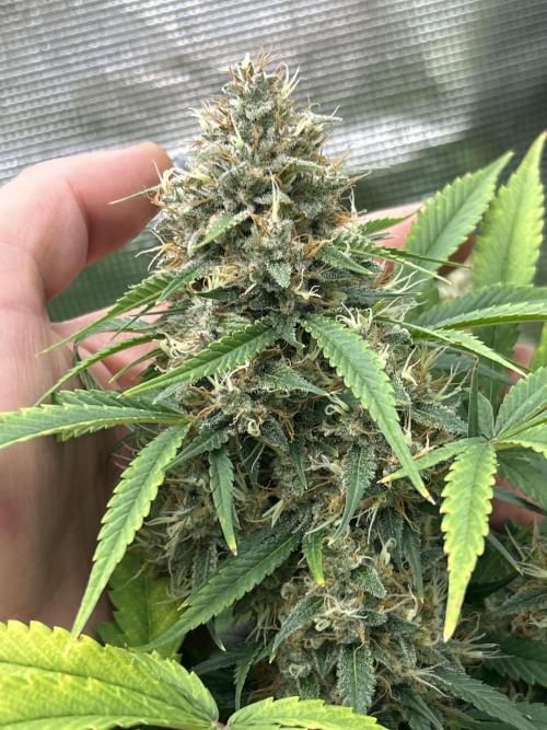 42 fast bud Bunch. Week 10 - Papya cookies