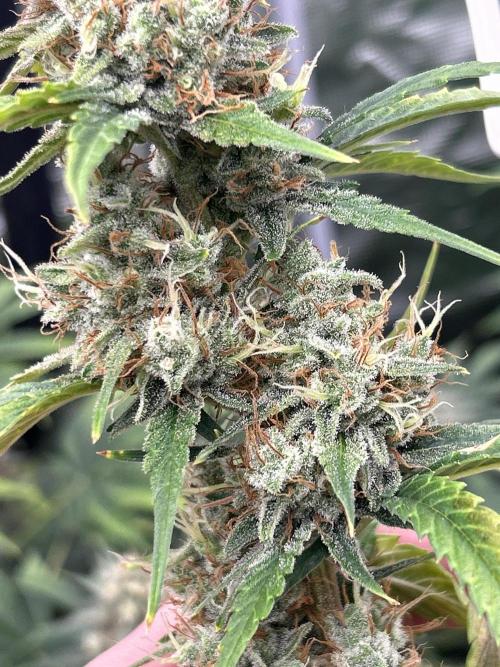 42 fast bud Bunch. Week 10 - Strawberry gorilla