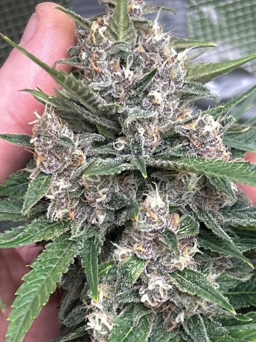 42 fast bud Bunch. Week 10 - Frost banger