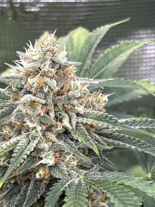 42 fast bud Bunch. Week 10 - Cherry cola and it smells absolutely delicious