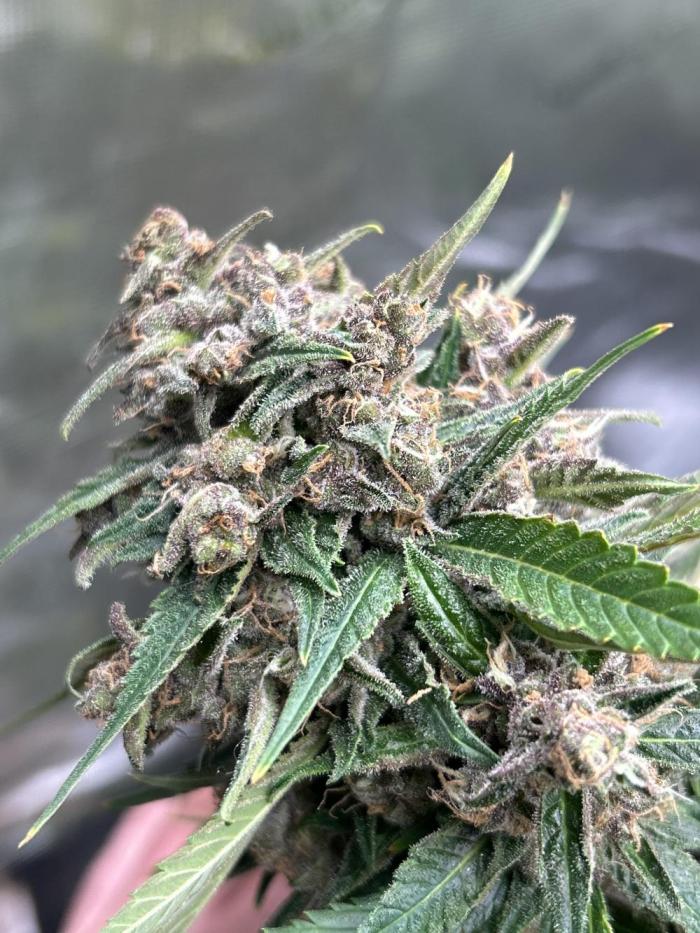 42 fast bud Bunch. Week 11 - Frost banger very big dense buds very nice