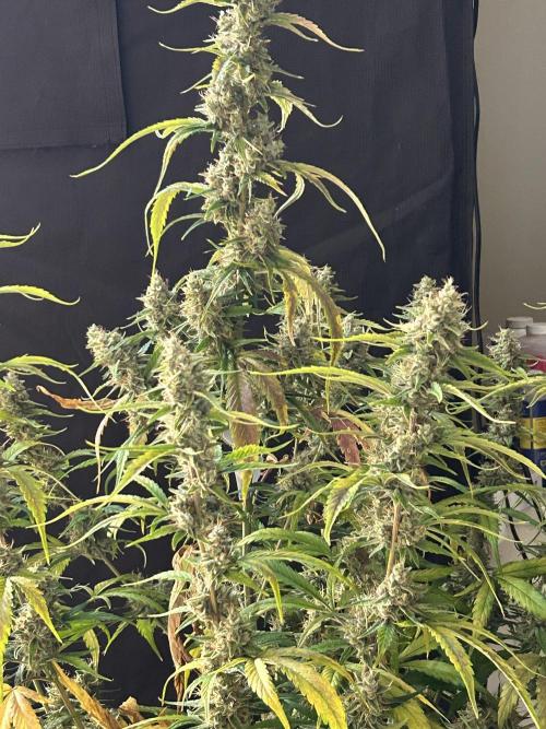 42 fast bud Bunch. Week 11 - Strawberry gorilla