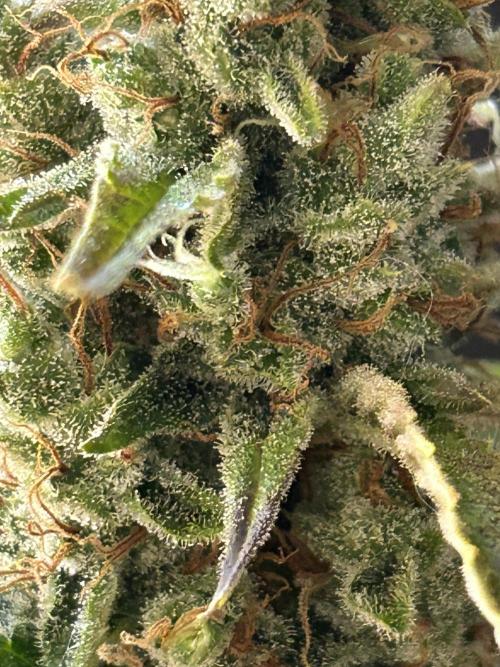 42 fast bud Bunch. Week 11 - Up close
