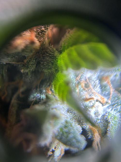 42 fast bud Bunch. Week 11 - Cloudy