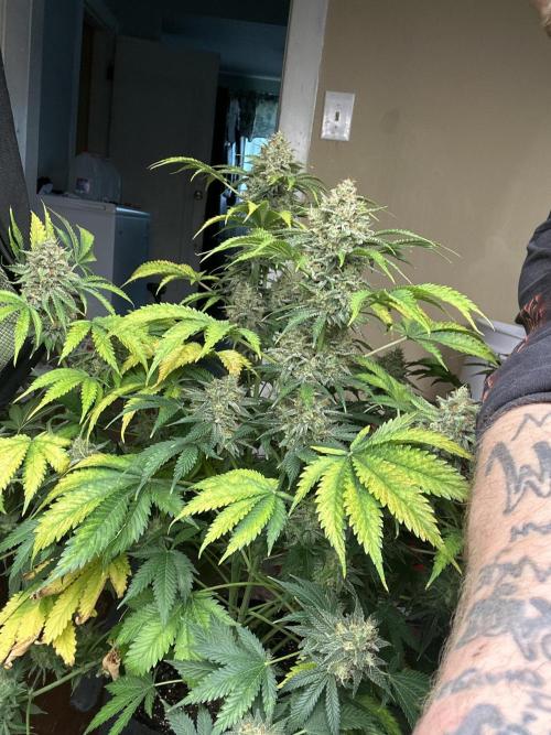 42 fast bud Bunch. Week 11