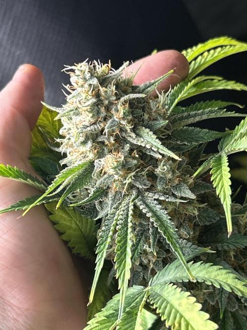 42 fast bud Bunch. Week 11