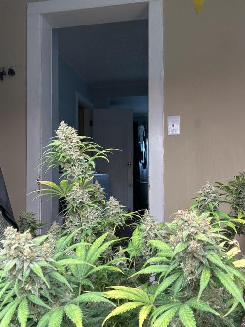 42 fast bud Bunch. Week 11
