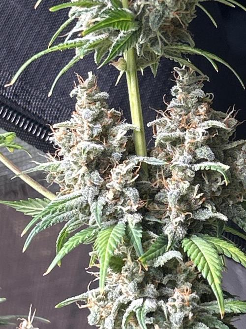 42 fast bud Bunch. Week 11