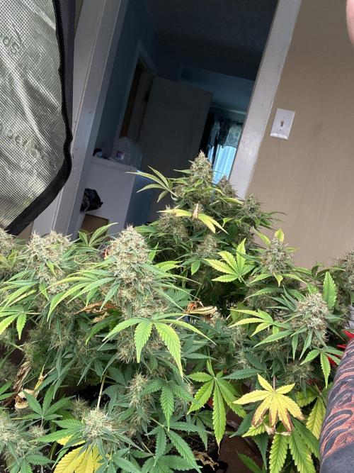 42 fast bud Bunch. Week 11