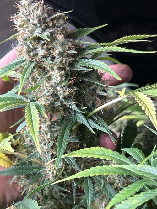 42 fast bud Bunch. Week 11