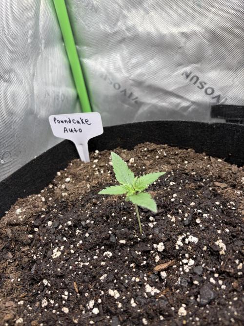 Fastbuds grow. Week 0