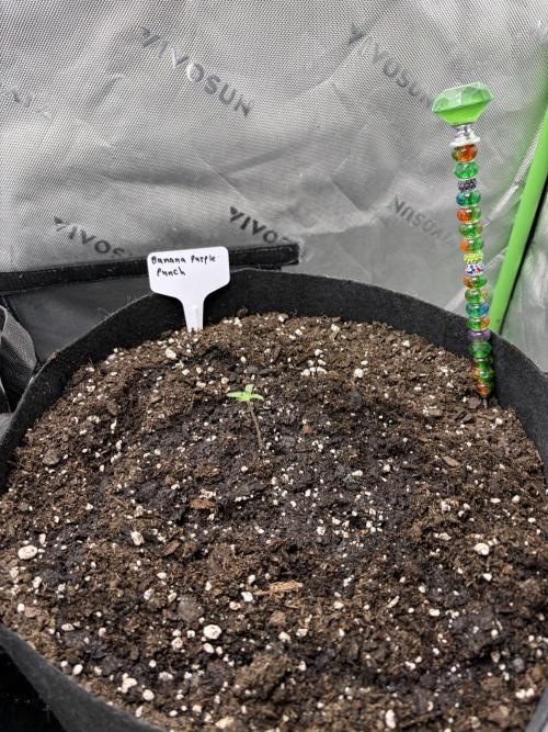 Fastbuds grow. Week 0