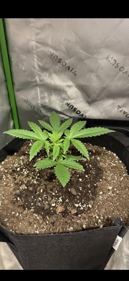 Fastbuds grow. Week 4