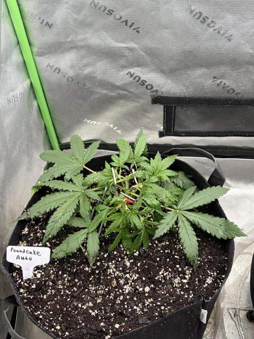 Fastbuds grow. Week 4