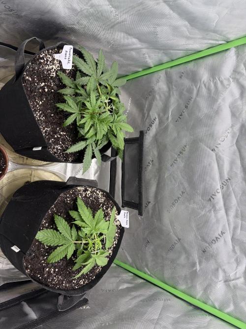 Fastbuds grow. Week 4